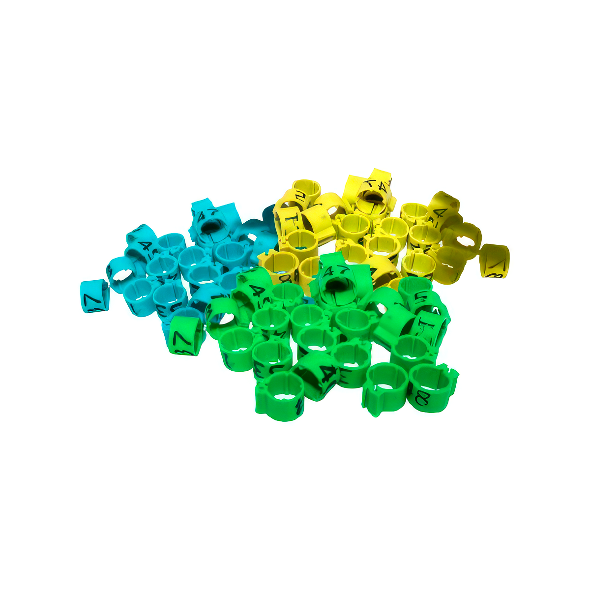 Banda para Gallo y Palomas Numerda